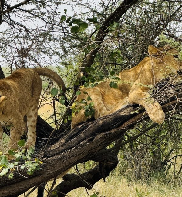 3 Days Serengeti & Ngorongoro Mid-range Safari
