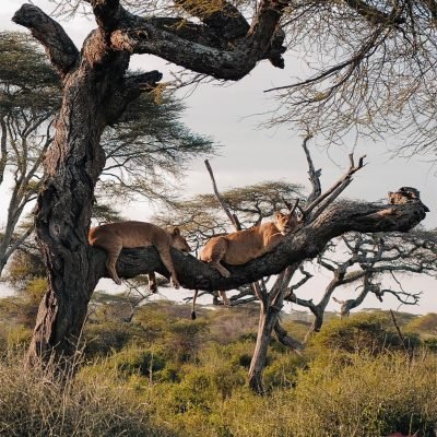 Lake Manyara National Park Day Trip