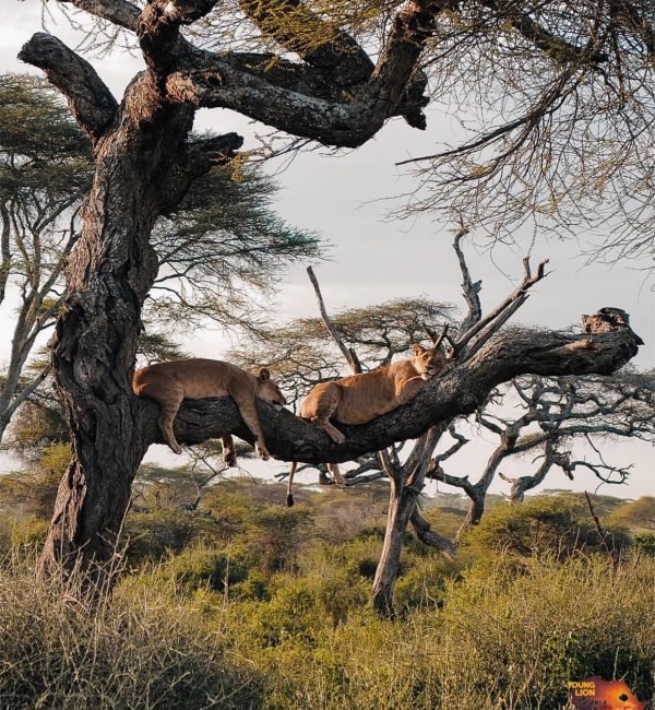 Lake Manyara National Park Day Trip