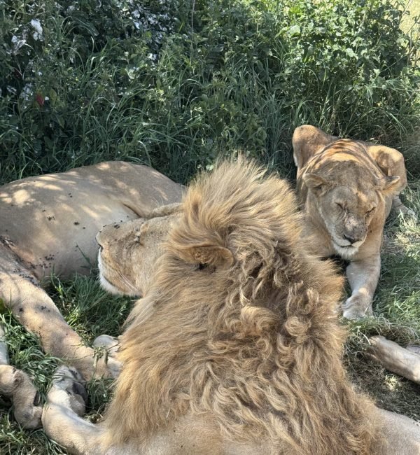 5 Days Manyara, Serengeti & Ngorongoro Safari