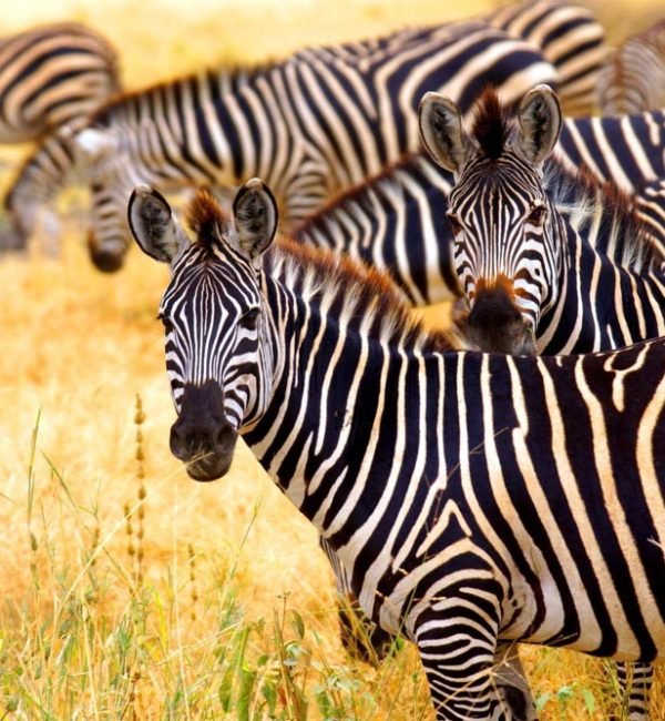 2 Days Tanzania Camping Safari