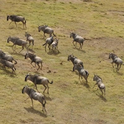3 Days Camping Serengeti Safari